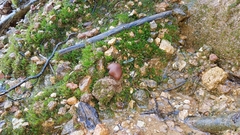 Psilocybe muliercula