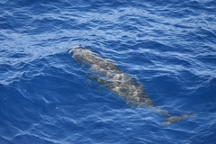 Ziphius cavirostris