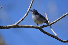 Conirostrum speciosum