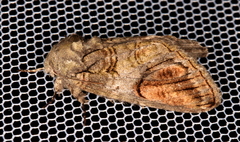 Heterocampa obliqua