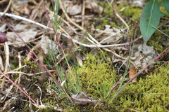 Poa alpina vivipara