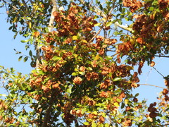 Hymenocardia ulmoides