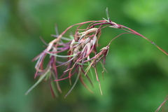 Poa alpina vivipara