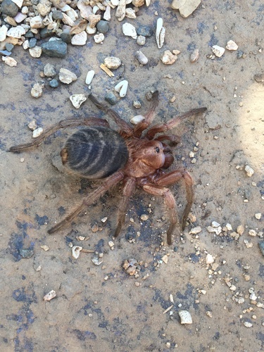 Lycinus epipiptus