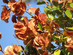 Hymenocardia ulmoides