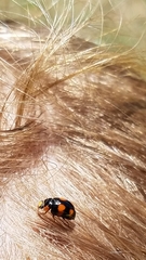 Brachiacantha blaisdelli