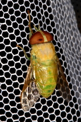 Chlorotabanus crepuscularis