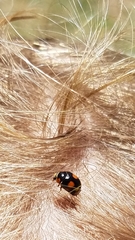 Brachiacantha blaisdelli