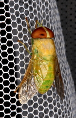 Chlorotabanus crepuscularis
