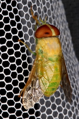 Chlorotabanus crepuscularis