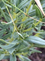 Lithospermum ruderale