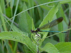 Calopteryx amata