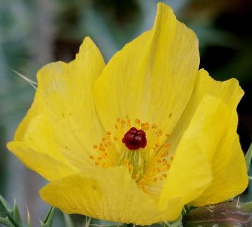 Mexican prickly poppy