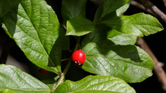 Vaccinium calycinum