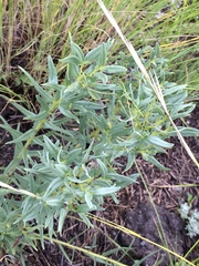 Lithospermum ruderale
