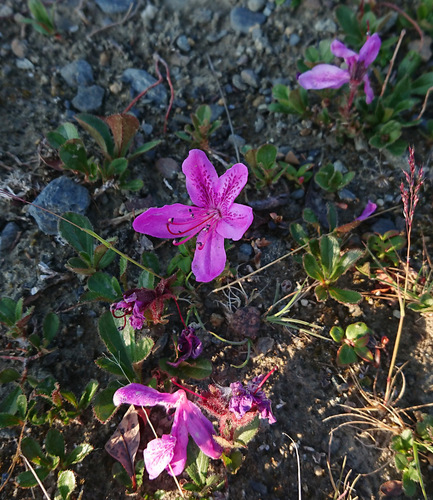 Image of Rhododendron glandulosum by (c) Nick Block, some rights reserved (CC BY)