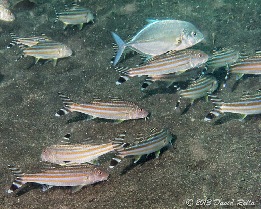Yellowstriped Goatfish