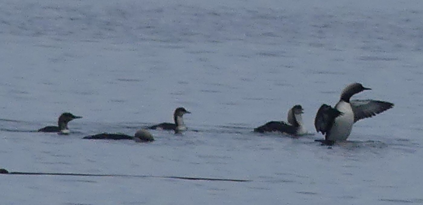 Pacific Loon
