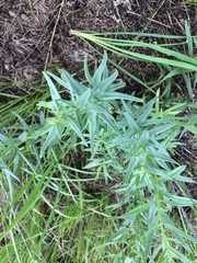 Lithospermum ruderale