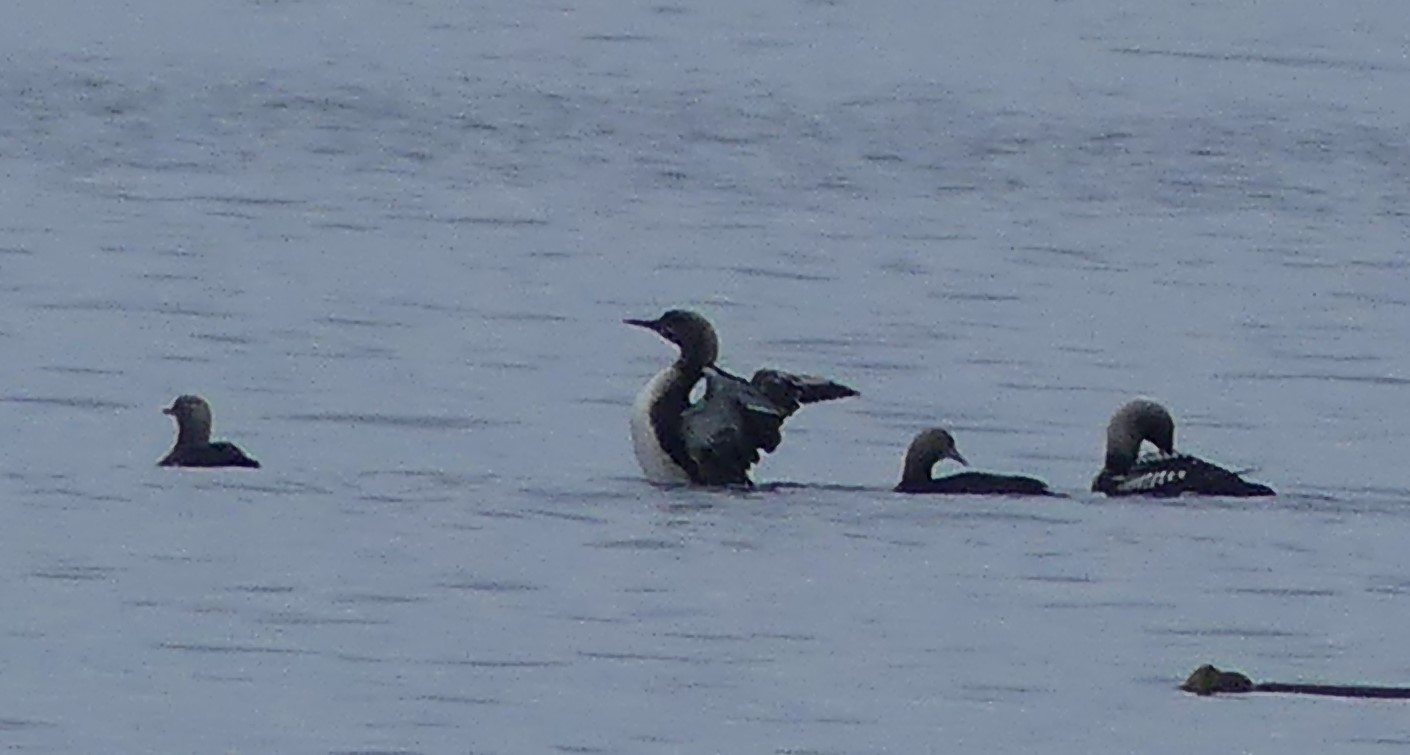 Pacific Loon
