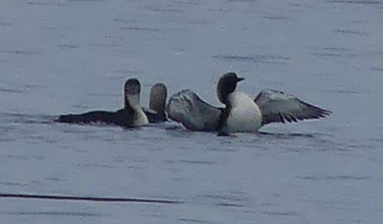 Pacific Loon