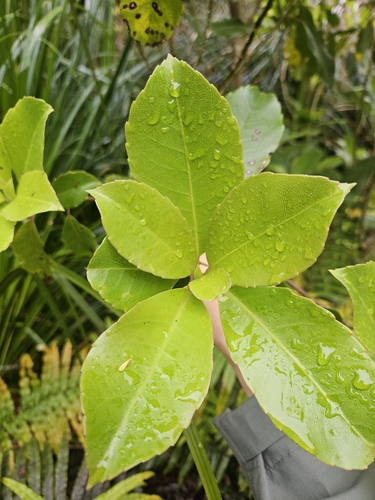 Image of Melicytus macrophyllus by (c) Angus Campbell, some rights reserved (CC BY)
