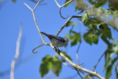 Conirostrum speciosum