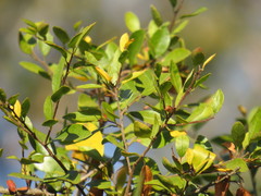 Hymenocardia ulmoides