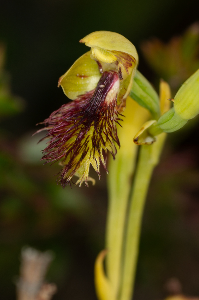 Calochilus herbaceus