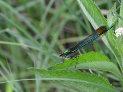 Calopteryx amata