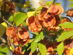 Hymenocardia ulmoides