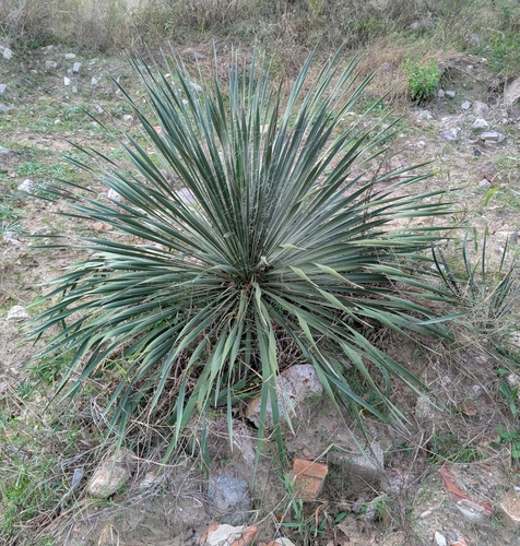 Image of Yucca louisianensis by (c) Conway Hawn, some rights reserved (CC BY)