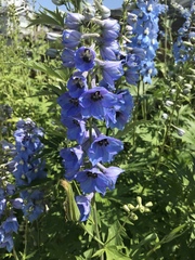 Delphinium cultorum