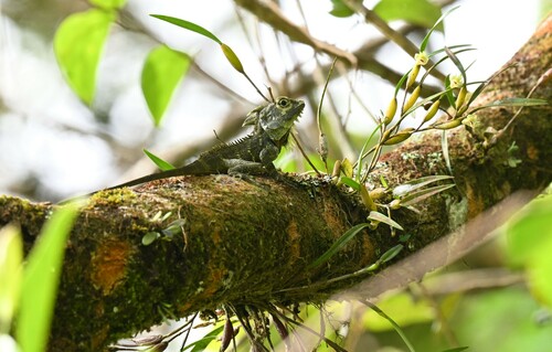 Kinabalu Crested Agama, Hypsicalotes kinabaluensis