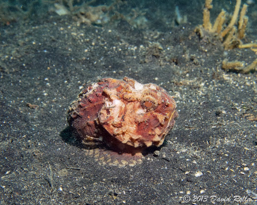 Pitted Stonefish