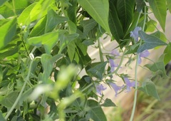 Epixiphium wislizeni