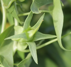 Epixiphium wislizeni