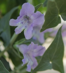 Epixiphium wislizeni
