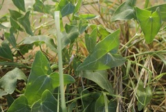 Epixiphium wislizeni