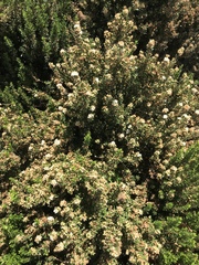 Myrtus communis