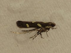 Calybites phasianipennella