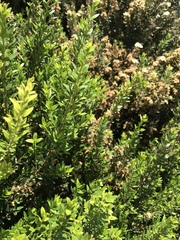 Myrtus communis