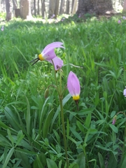 Primula tetrandra