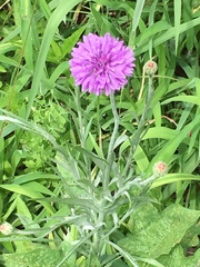 Centaurea cyanus