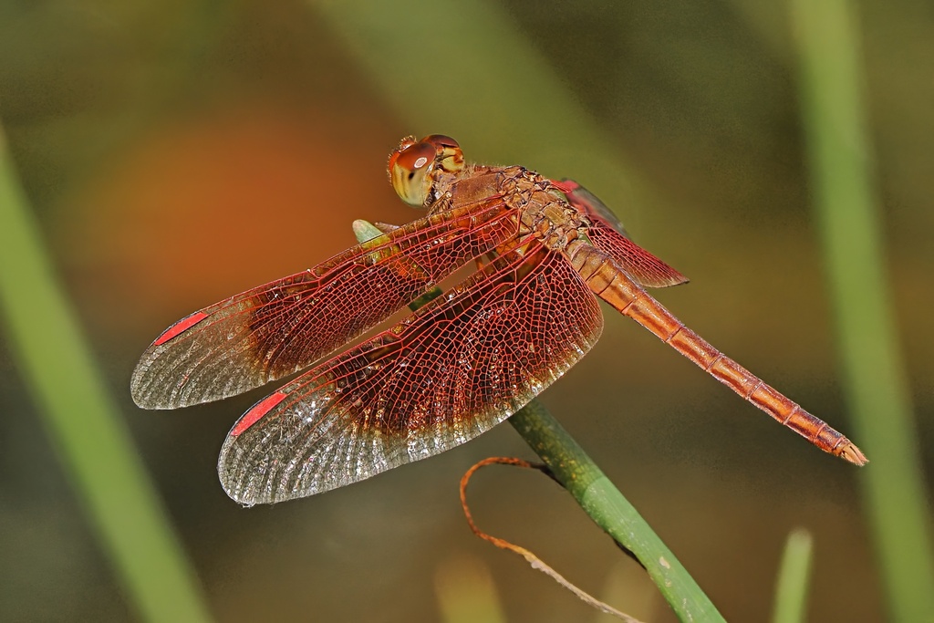 Painted Grasshawk