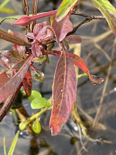 Image of Ludwigia leptocarpa by no rights reserved