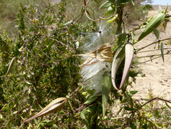 Pentatropis nivalis