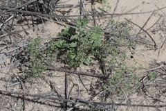 Eremocarya micrantha