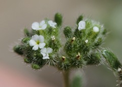 Eremocarya micrantha
