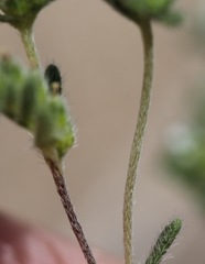 Eremocarya micrantha